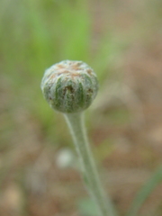Tanacetum achilleifolium