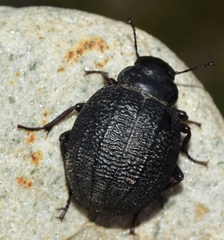 Pimelia rotundata