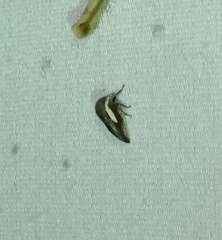 Ophiderma flavicephala