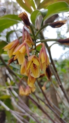 Epidendrum eximium