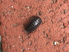 Armadillidium vulgare