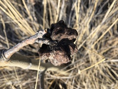 Pachypappa sacculi