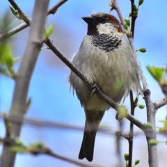 Passer domesticus
