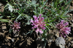 Trifolium attenuatum