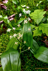 Maianthemum trifolium