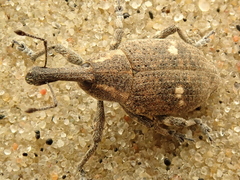 Lepyrus palustris