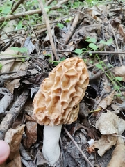 Morchella fluvialis