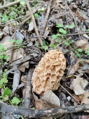 Morchella fluvialis