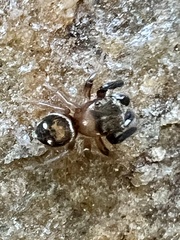 Chinattus parvulus