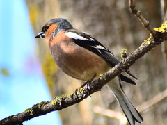Fringilla coelebs
