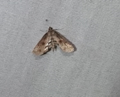 Parapoynx obscuralis