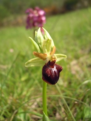Ophrys sphegodes sphegodes