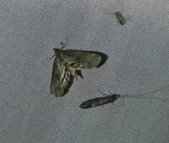 Parapoynx obscuralis