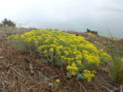 Odontarrhena obtusifolia