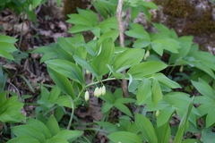 Polygonatum glaberrimum