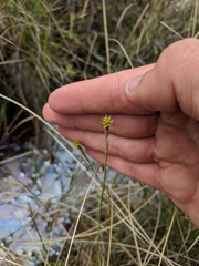 Carex exilis