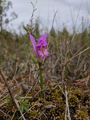 Arethusa bulbosa
