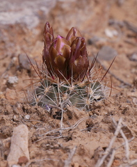 Sclerocactus glaucus
