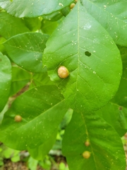 Phylloxera caryaeglobuli