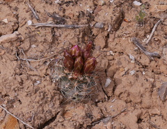 Sclerocactus glaucus