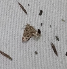 Hypena abalienalis