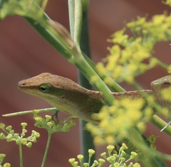 Anolis carolinensis