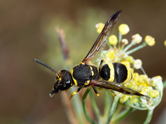 Ancistrocerus biphaleratus
