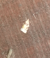 Argyrotaenia kimballi