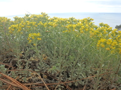 Odontarrhena obtusifolia