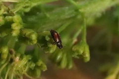 Epuraea melanocephala