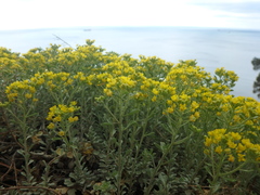 Odontarrhena obtusifolia