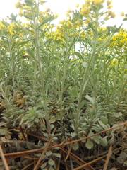 Odontarrhena obtusifolia