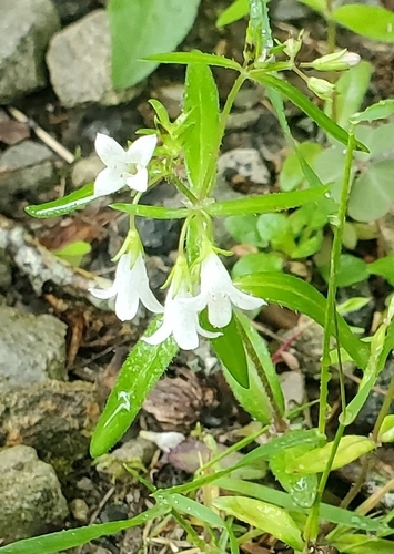 Image of Canadian Summer Bluet (Houstonia canadensis) by no rights reserved