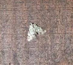 Epipaschia superatalis