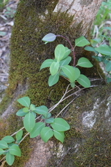 Lonicera caprifolium