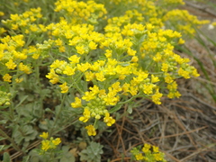 Odontarrhena obtusifolia