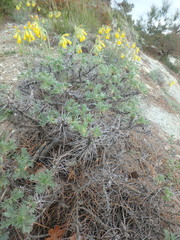 Astragalus arnacantha