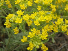 Odontarrhena obtusifolia