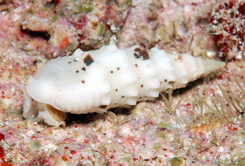 Rhinoclavis diadema observed 2011-07-31