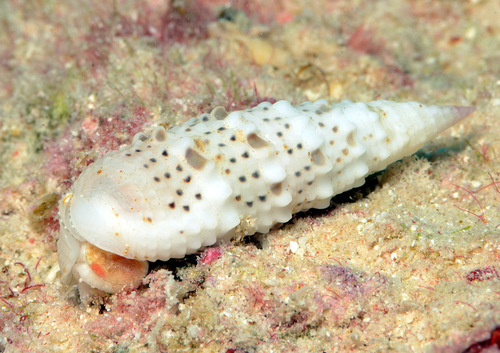 Rhinoclavis diadema observed 2012-09-10