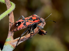 Spilostethus pandurus