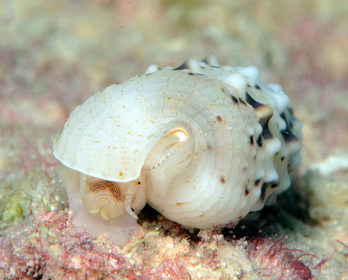 Rhinoclavis diadema observed 2012-09-10