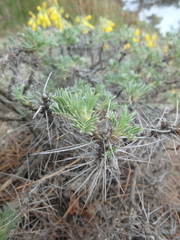 Astragalus arnacantha