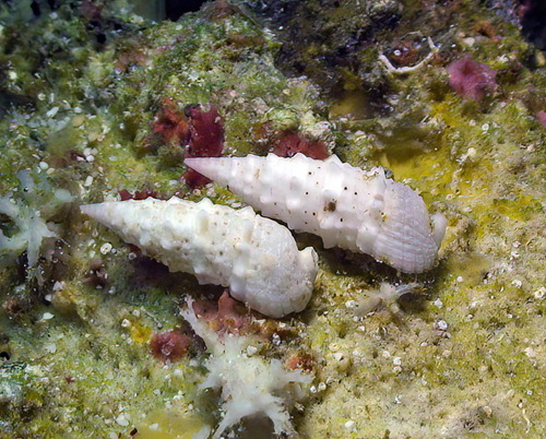 Rhinoclavis diadema observed 2011-08-06