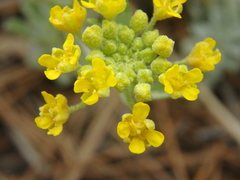 Odontarrhena obtusifolia
