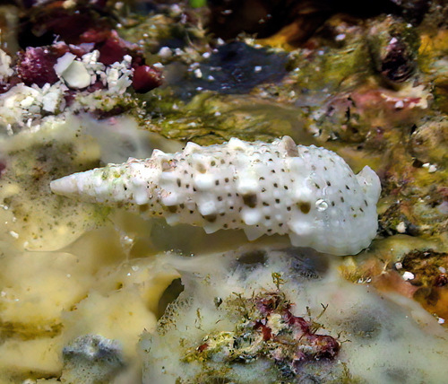 Rhinoclavis diadema observed 2012-05-07
