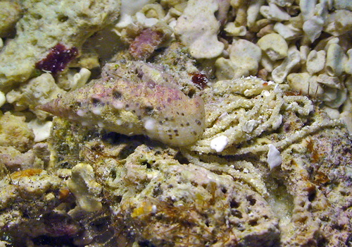 Rhinoclavis diadema observed 2013-09-16