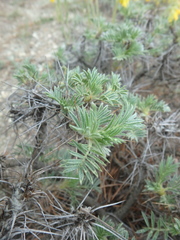 Astragalus arnacantha
