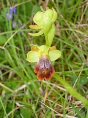 Ophrys x gauthieri
