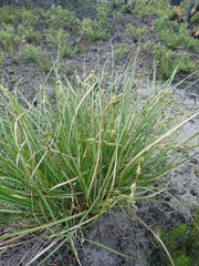 Carex tenera
